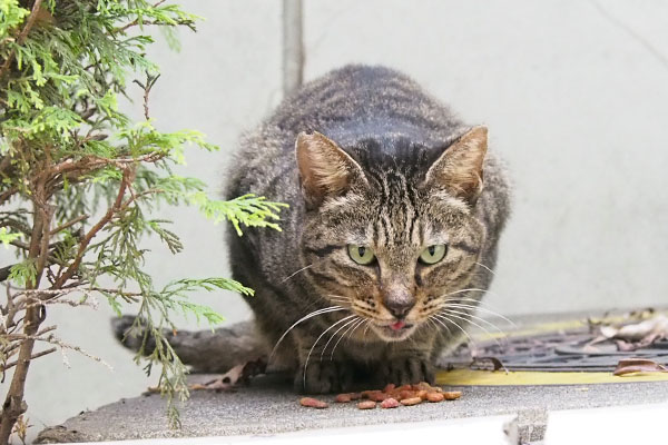 リュウリュウ　頂くにゃ