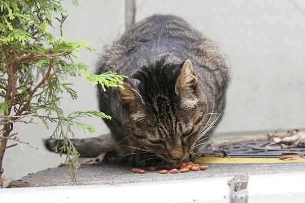 リュウリュウ　食べる