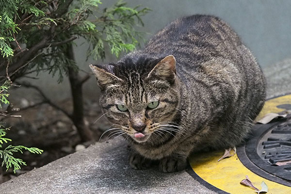 リュウリュウ　ぺろん