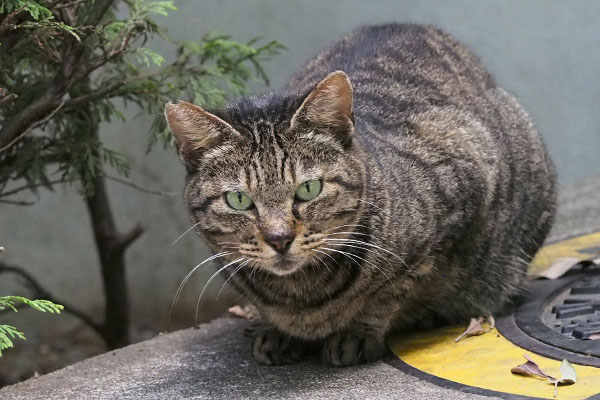 リュウリュウ　お代わり欲しそうに