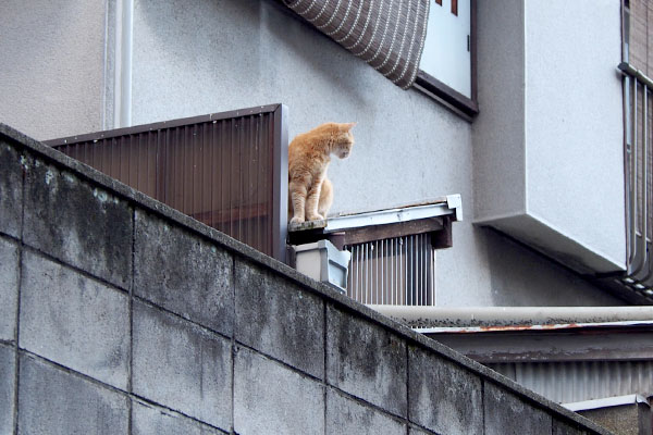 裏にジルきょろきょろ