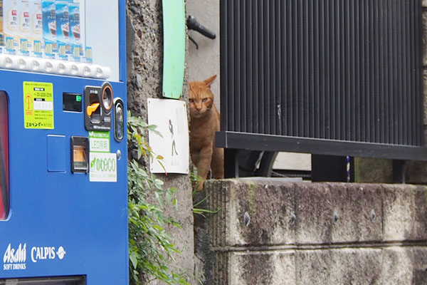 ナチャ　フェンスの隙間