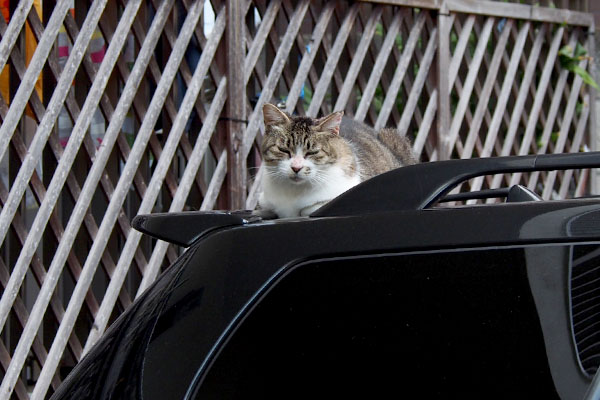 モモ　車の上