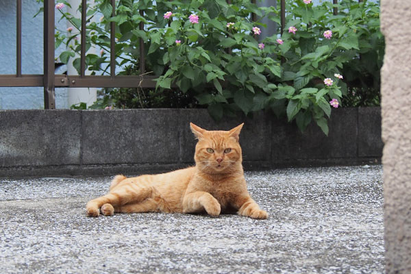 ナチャ　横になったところ