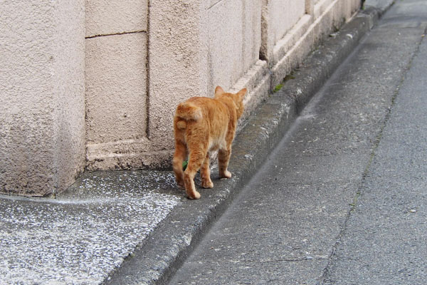 ナチャの後ろ姿　ヤコの居る方向へ