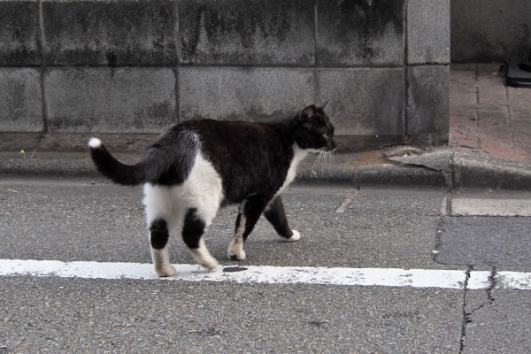 墨　道路を渡る　踵かわいい