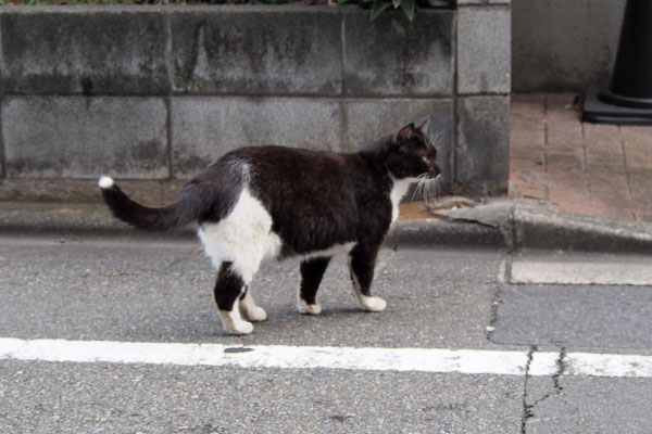 墨　白線の内側