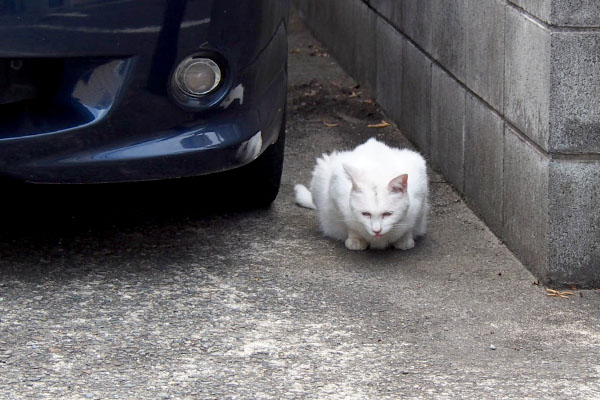 リリ　食べる　駐車場