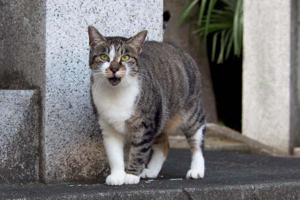 雫　階段を下りてきてニャー