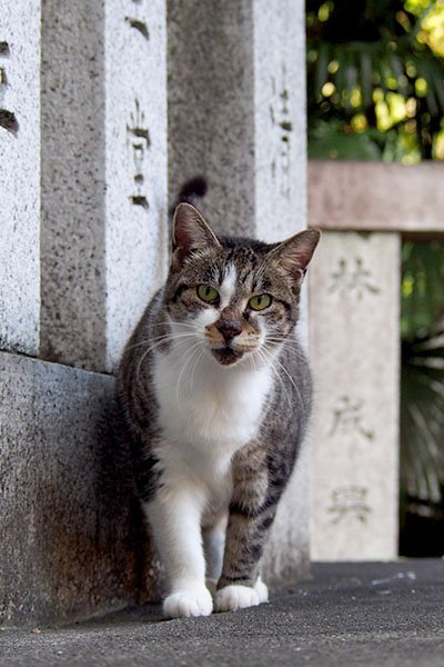 雫　突進１縦