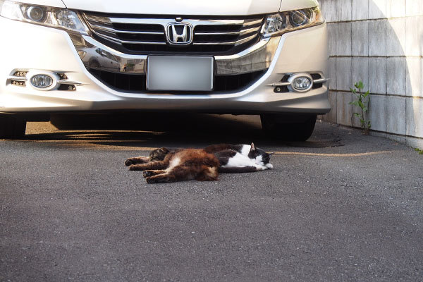 テルマとモフキジ車の前