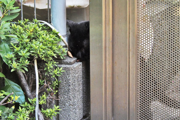 ファー君　焼かつおを食べる１