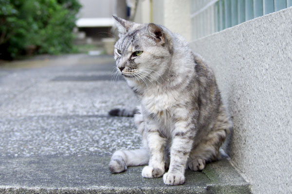 壁沿い銀と向こうにタビサンクのしっぽ