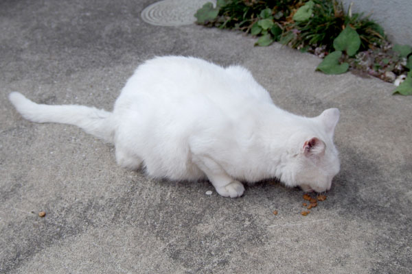 リリ　食べている