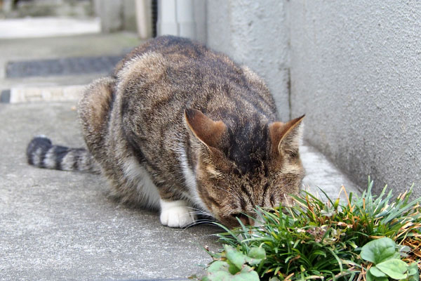 サーヤ　食べている