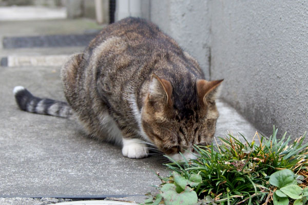 サーヤ　再び食べる