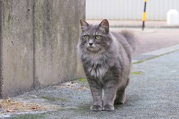 唖然とするマフ