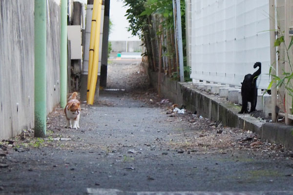 ムートンがこちらへ来る