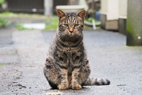 雨上がりのタビサンク