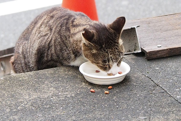 階段脇で食べるカイ