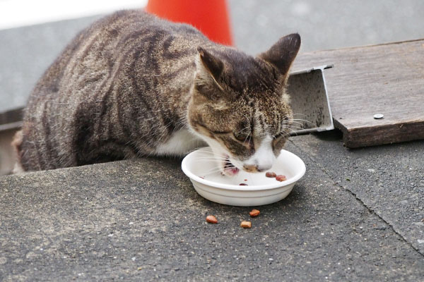 階段脇で食べるカイ2