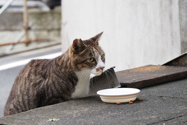 少し緊張するカイ