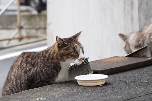 銀ちゃん通過カイ