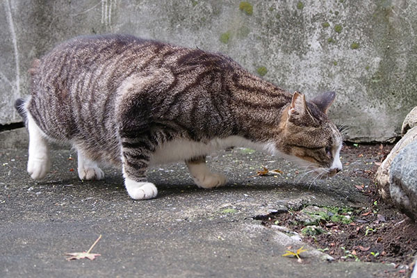 首長猫