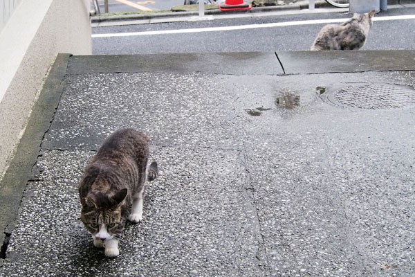 背後に銀探索カイ