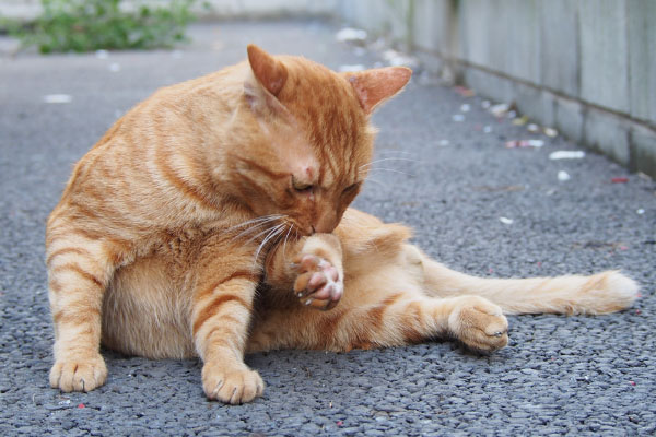 トト　右足なめなめ