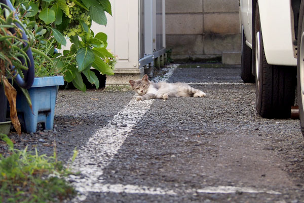 仔猫か　遠