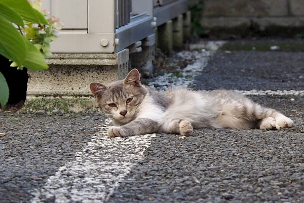 仔猫アップ　お顔