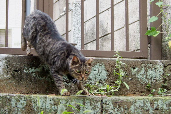 別の日の降りて来るタビッツ