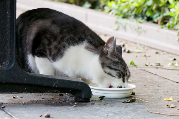 タンタル食べる