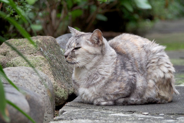 アカシを見ている銀