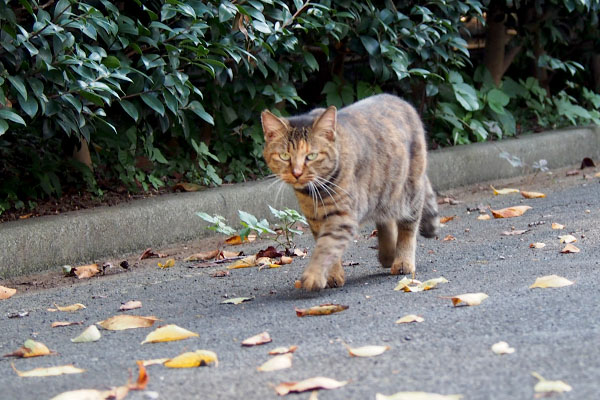 サキ　歩きながらカメラ目線