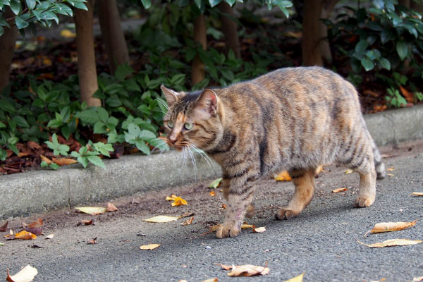 メレンゲを見ているサキ