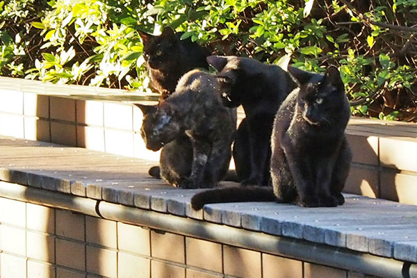 アンジュと仔猫ズ７　ラスト