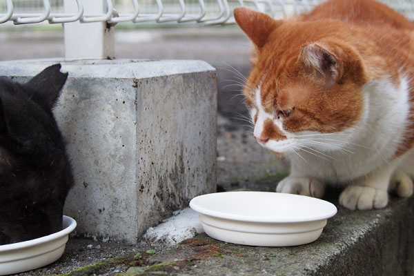 ムートン食べるミトンを見る