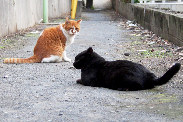 睨むムートンと視線をはずすティア