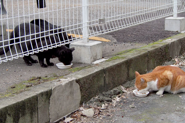 ３にゃん食事中