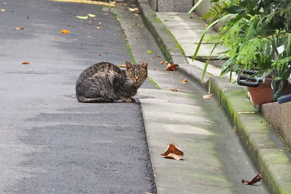 タビッツ　道路にちま