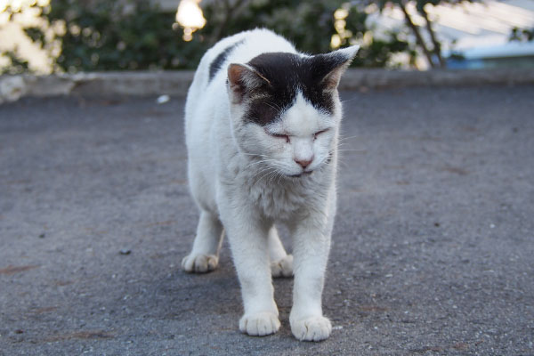 テン　目があまり開かない