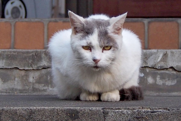 ジュリ君　まっすぐカメラ目線