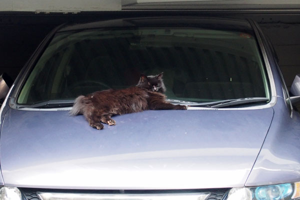 2軒お隣りの車の上にハリマ