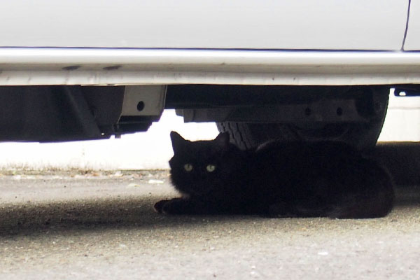 車の下に黒猫さん　左耳カット有