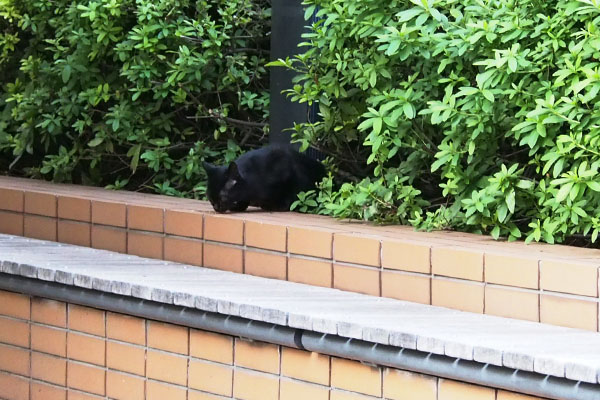 離れた場所の黒仔猫１