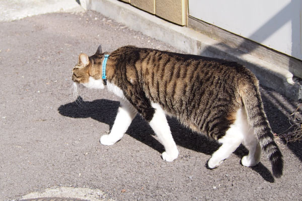 リオ　動き出す