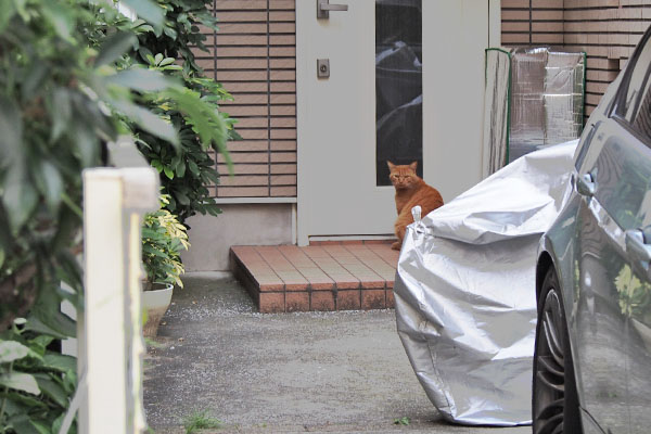 ビル群の猫　ちゃー坊