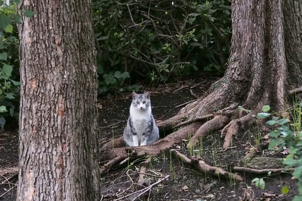 木の根っこに包まれるクロム